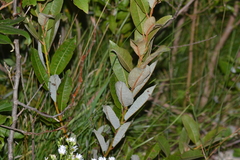 Salix myricoides