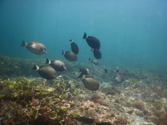 Acanthurus dussumieri
