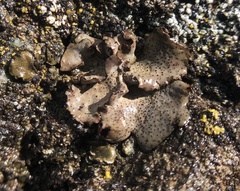 Dermatocarpon miniatum