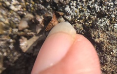 Dermatocarpon miniatum