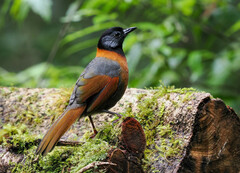 Trochalopteron yersini