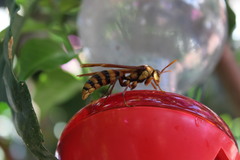 Polistes