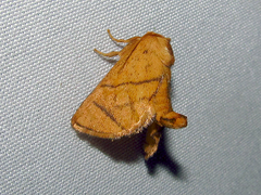 Apoda y-inversa