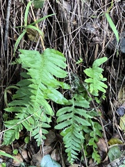 Polypodium calirhiza