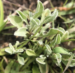 Hesperevax sparsiflora