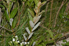 Salix myricoides