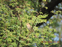 Iduna caligata