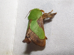 Parasa chloris