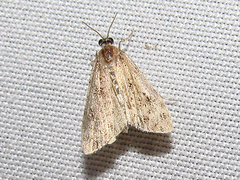 Eudonia strigalis