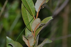 Salix myricoides