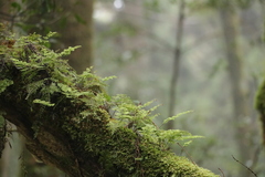 Hymenophyllum fujisanense
