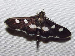 Desmia funeralis