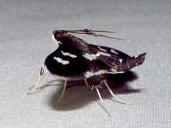 Desmia funeralis