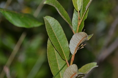 Salix myricoides