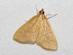 Framinghamia helvalis