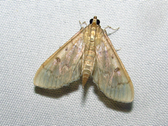 Herpetogramma aeglealis