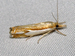 Crambus agitatellus