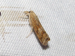 Neodactria luteolellus