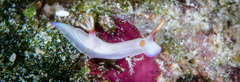 Hypselodoris bullockii