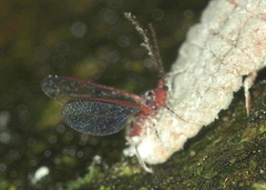 Coelostomidia zealandica