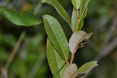 Salix myricoides