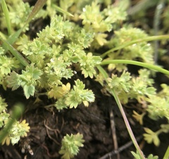 Alchemilla arvensis