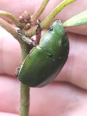 Anoplognathus punctulatus