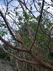 Aesculus californica