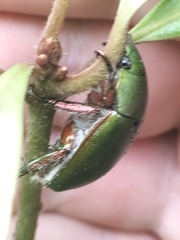 Anoplognathus punctulatus