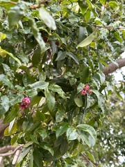 Syzygium paniculatum