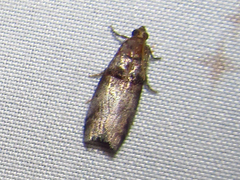 Acrobasis angusella