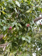 Syzygium paniculatum