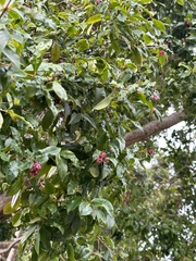 Syzygium paniculatum