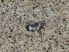 Anthophora curta