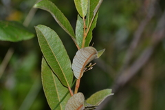 Salix myricoides
