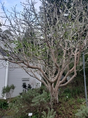 Aesculus californica