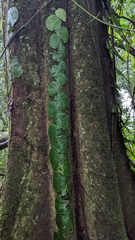 Monstera spruceana