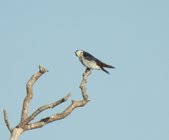 Tachycineta leucorrhoa