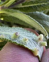 Rhopalomyia audibertiae