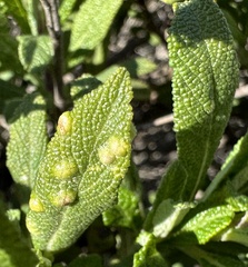 Rhopalomyia audibertiae