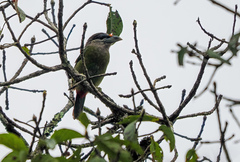Psilopogon lagrandieri