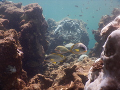 Plectorhinchus gaterinus