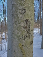 Cryptococcus fagisuga