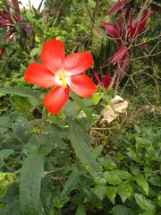 Abelmoschus moschatus tuberosus