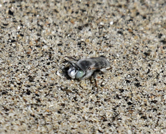 Anthophora curta