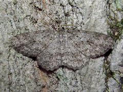 Ectropis crepuscularia