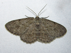 Ectropis crepuscularia