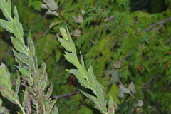 Salix cordata