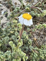 Perityle crassifolia