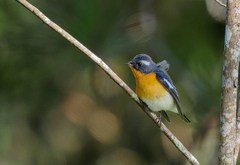 Ficedula mugimaki